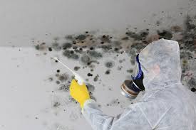 Best Biohazard Mold Removal  in Frazier Park, CA